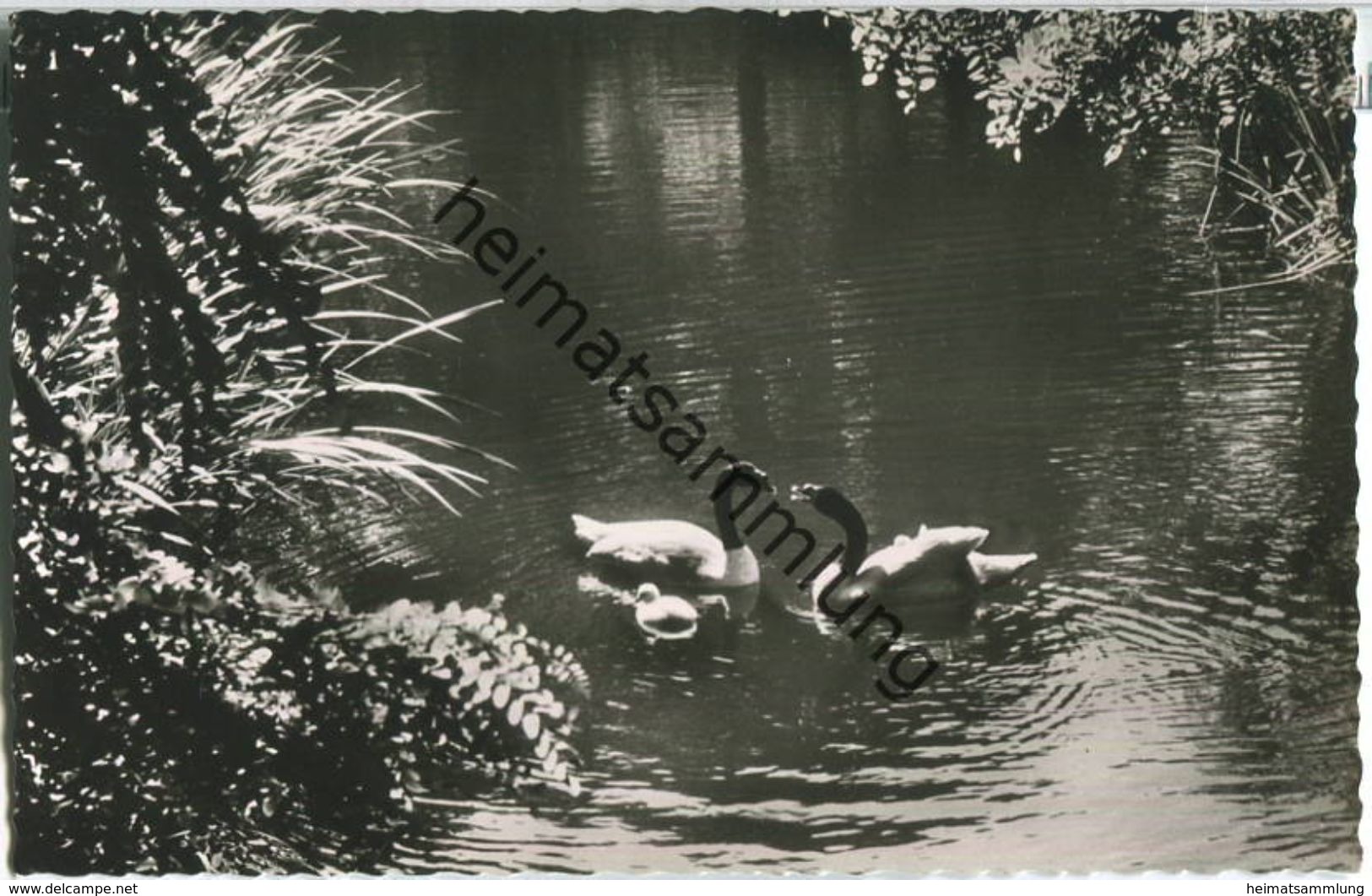 Berlin - Zoologischer Garten - Schwarzhalsschwanfamilie auf dem 'Vierwaldstättersee' - Foto-Ansichtskarte