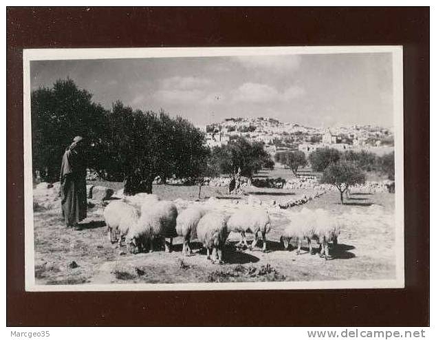 bethlehem from shepherd'sfield édit.semerdjianaffranchissement de jordanie troupeau de moutons