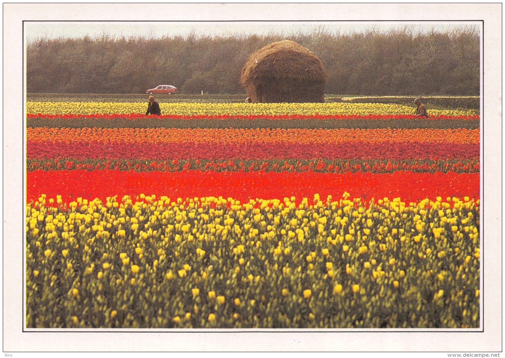 Bloembollenvelden - Zuid-Holland