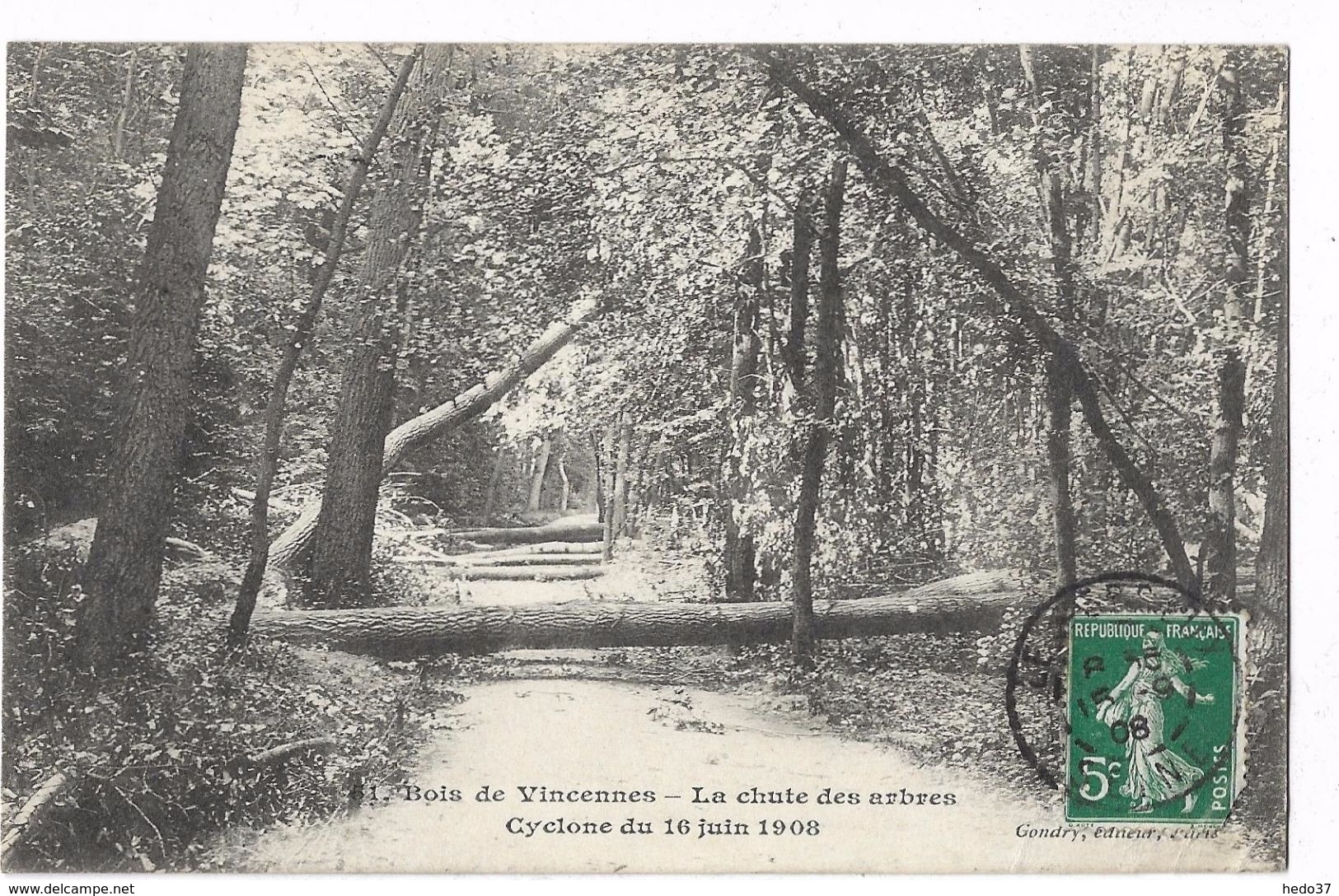 Bois de Vincennes - La chute des arbres