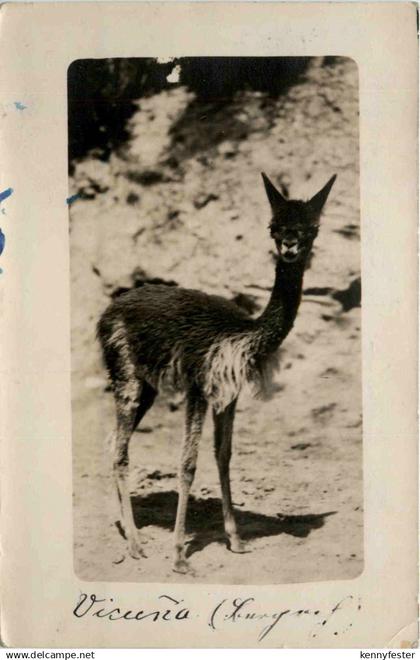 Bolivia - Alpaca