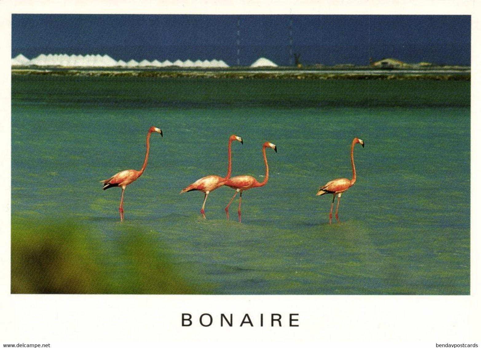 bonaire, N.A., Flamingos in Pekelmeer (1990s) Postcard