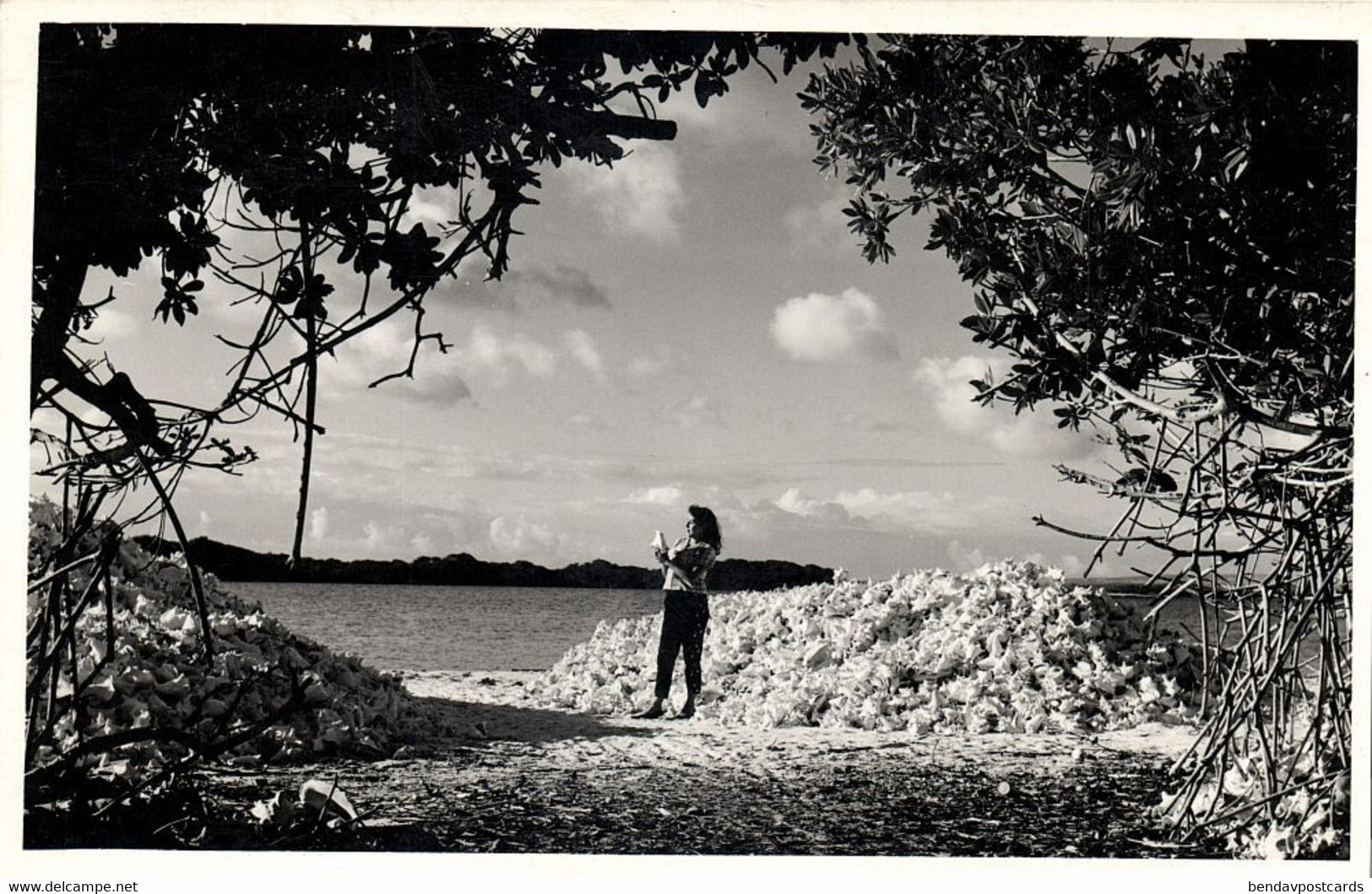 bonaire, N.A., Heap of Conch Shells (1950s) Foto Mayer RPPC Postcard