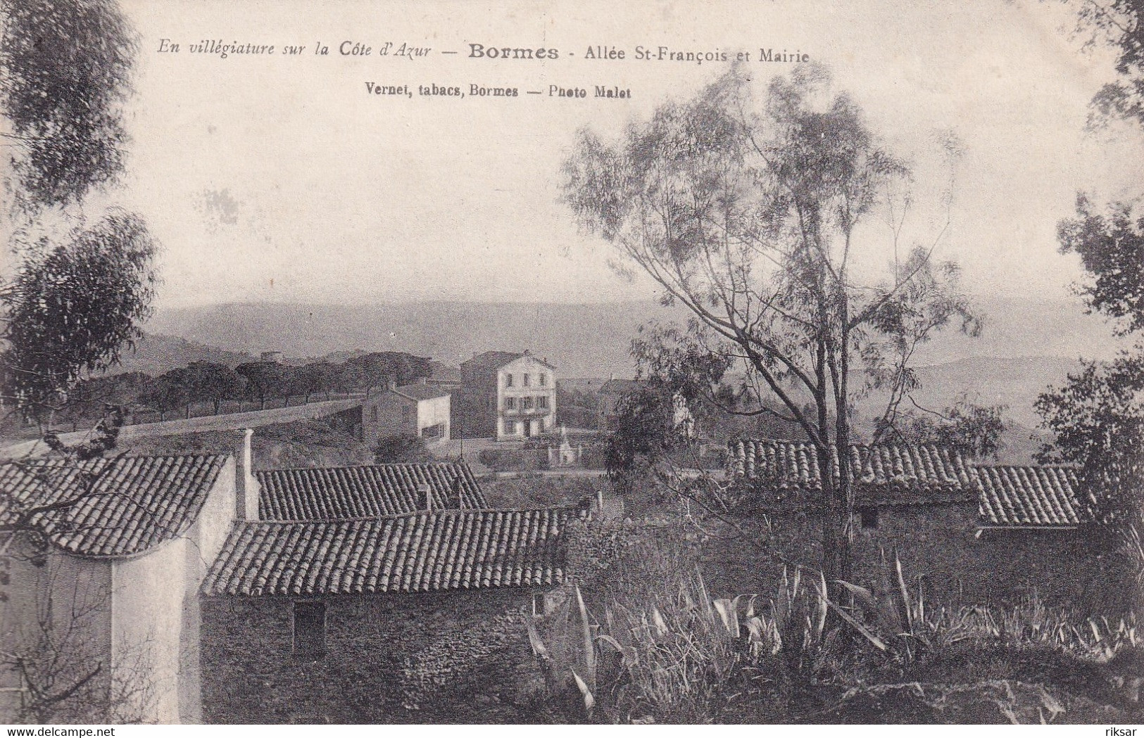 BORMES LES MIMOSAS(ARBRE)