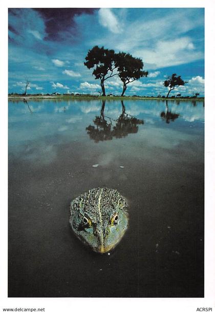 BOTSWANA African Bullfrog pyxicephalus adspersus édition Frans Lanting RSA GAROBONE (2 scans) N°28 \MP7111