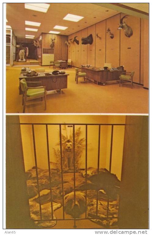 Bowman North Dakota ND, First National Bank Interior Game Room Stuffed Animals Taxidermy on c1960 Vintage Postcard