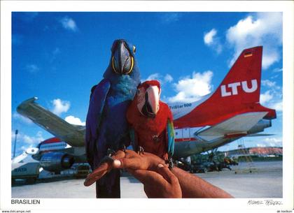 Recife Flughafen Airport LTU Flugzeug Arara Pagageien Vögel 2000