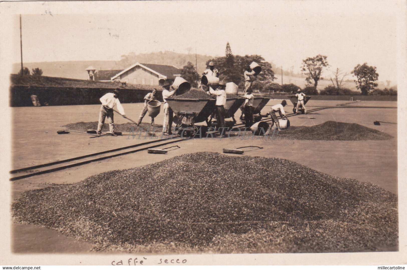 BRAZIL - Sao Paulo, Fazenda de Café "Boa Vista", Café secco, Photo Postcard 1930