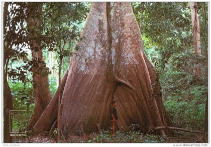 Amérique - Brésil - Brasil - Manaus - samauma tree