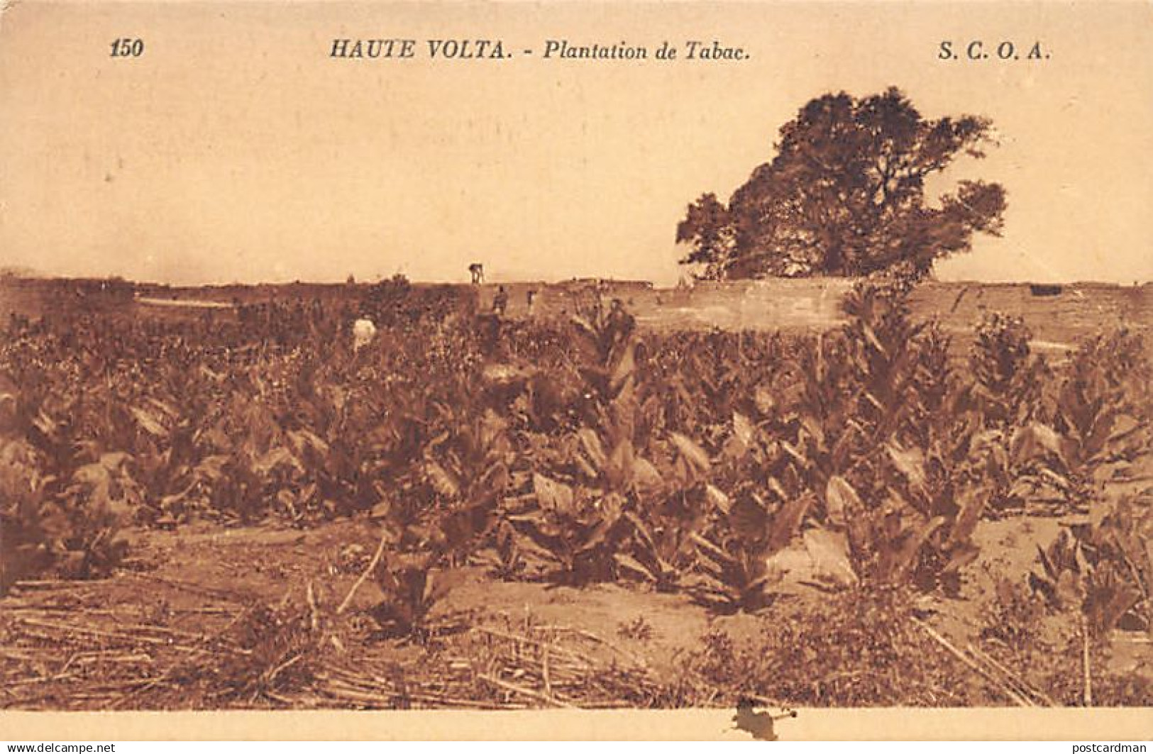 BURKINA FASO - Plantation de Tabac - Ed. S.C.O.A. 150