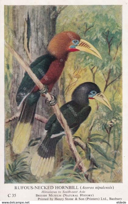 Bird Rufous Necked Hornbill Himalata Bhutan Nepal China India