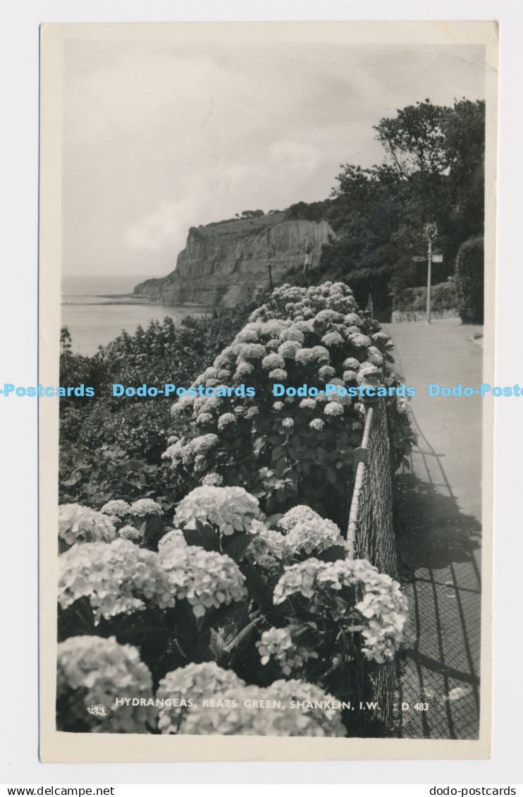 C009884 Hydrangeas. Keats Green. Shanklin I. W. D 483. RP. G. Dean. 1960. Bay Se