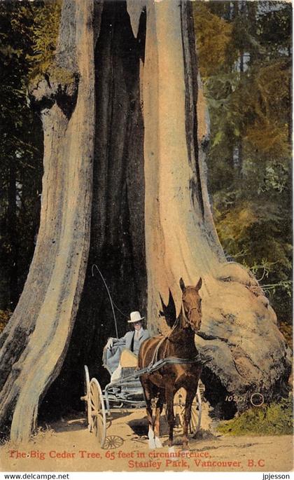 COLOMBIE BRITANNIQUE - THE BIG CEDAR TREE, STANLEY PARK, VANCOUVER - ARBRE NOMME, ATTELAGE