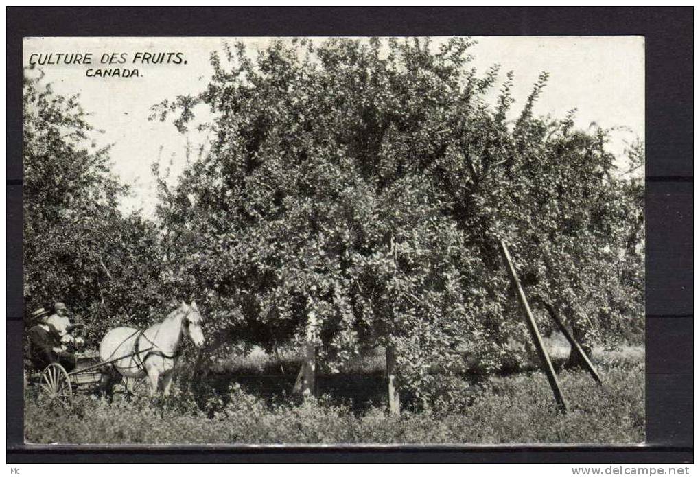 Canada - Culture des fruits