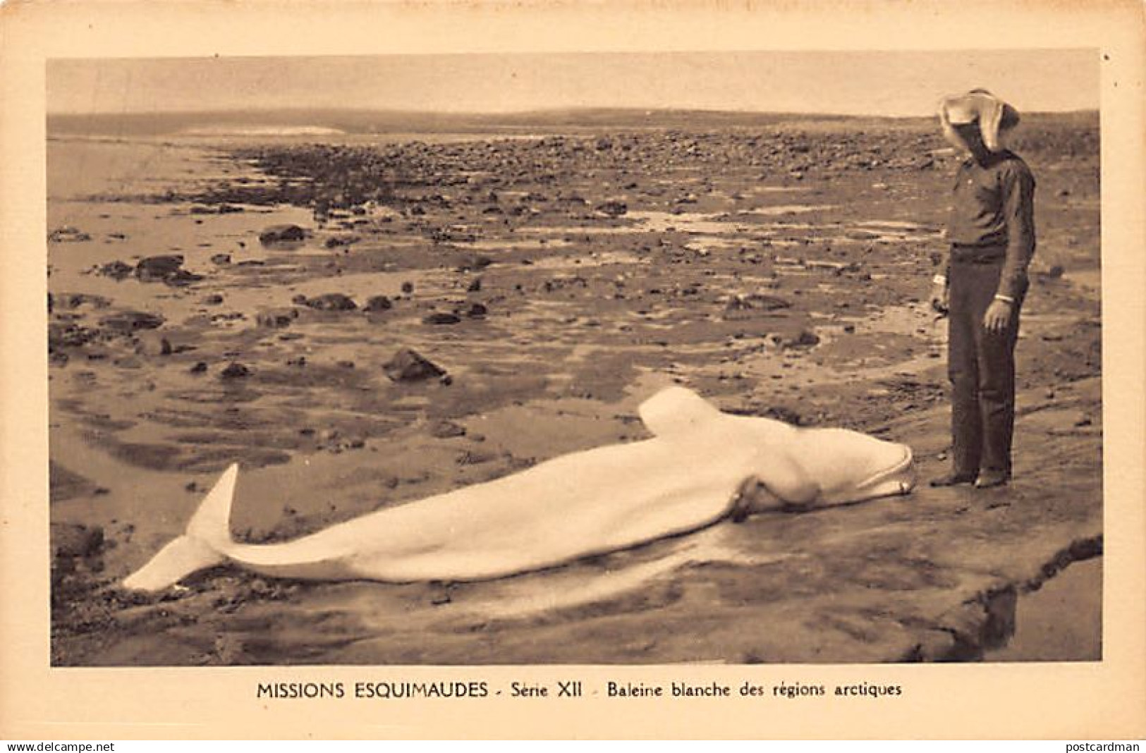 Canada - Eskimo missions, Nunavut - Arctic white whale - Publ. Oblate Missionaries of Mary Immaculate - Serie XII