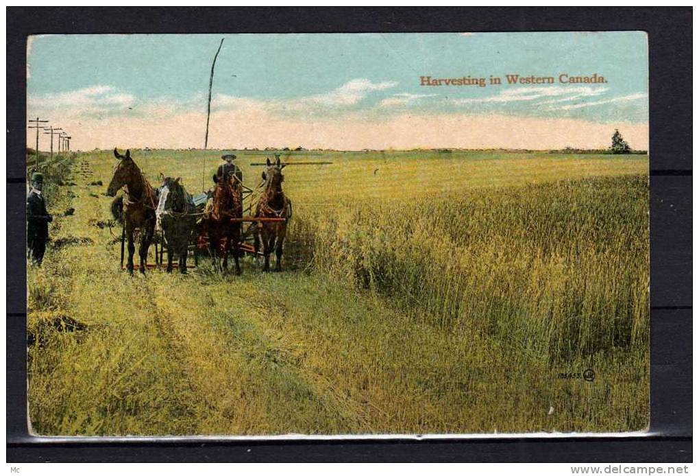 Canada - Harvesting in Western Canada - Colorisée