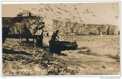 PERCE  - Carte Photo - Birds and Fishermens