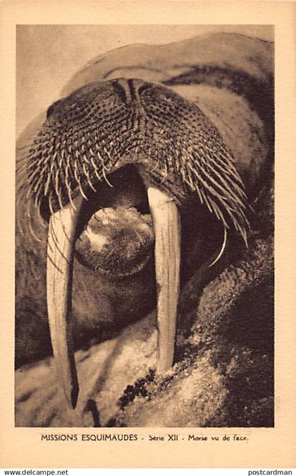 Canada - Eskimo missions, Nunavut - Walrus seen from the front - Publ. Oblate Missionaries of Mary Immaculate - Serie XI