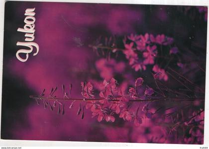 AK 228824 CANADA - Yukon - Fireweed