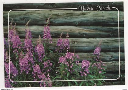 AK 229591 CANADA - Yukon - Fireweed