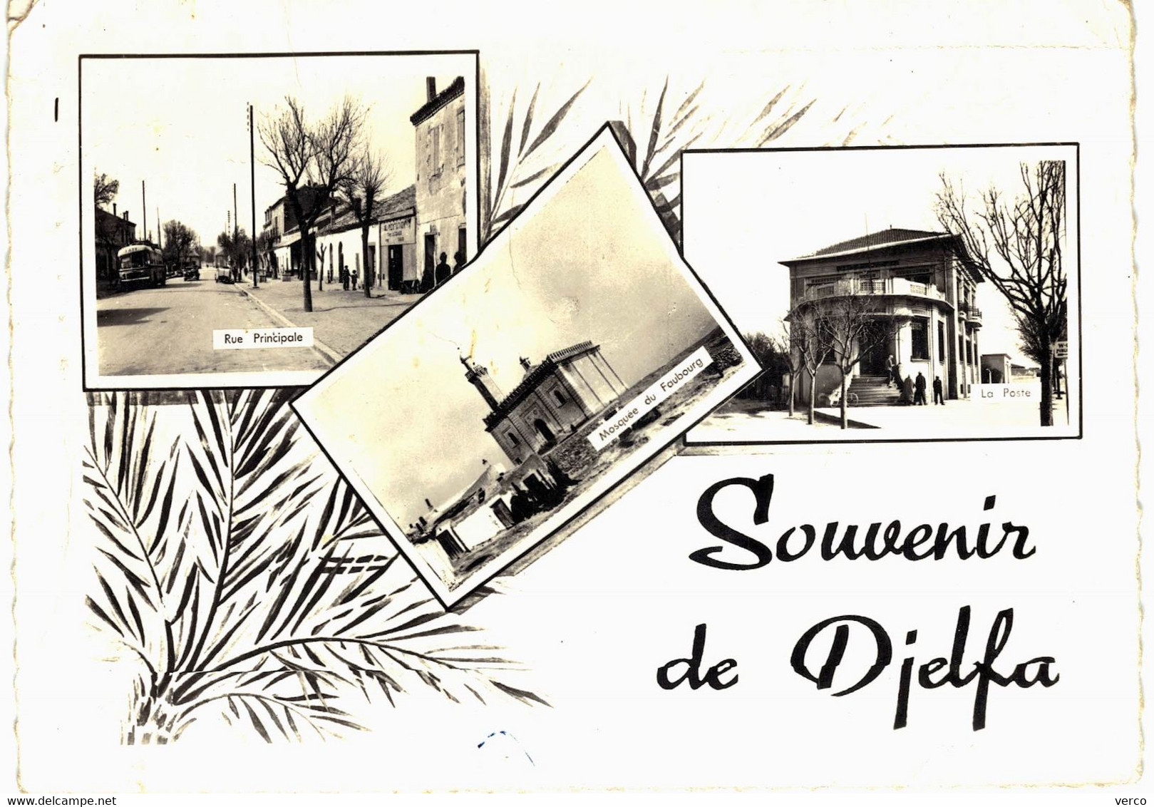 Carte POSTALE  Ancienne  de DJELFA