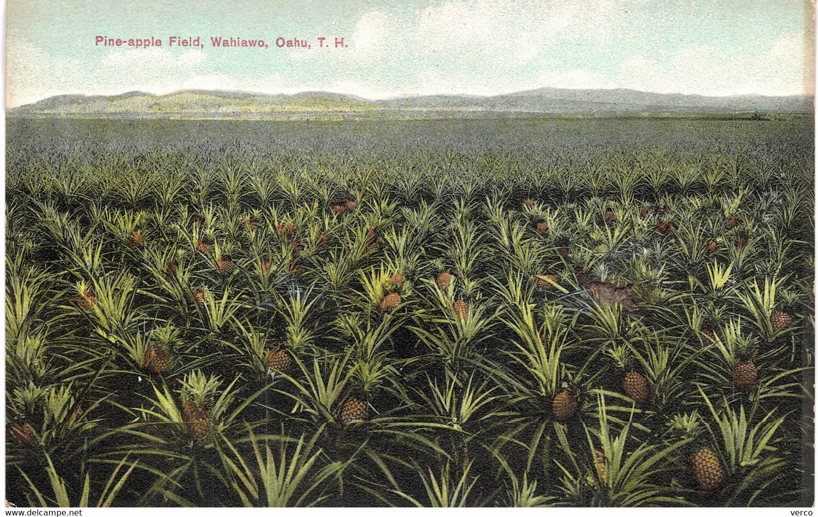 Carte POSTALE  Ancienne  de  HAWAII - OAHU / Pine Apple Field