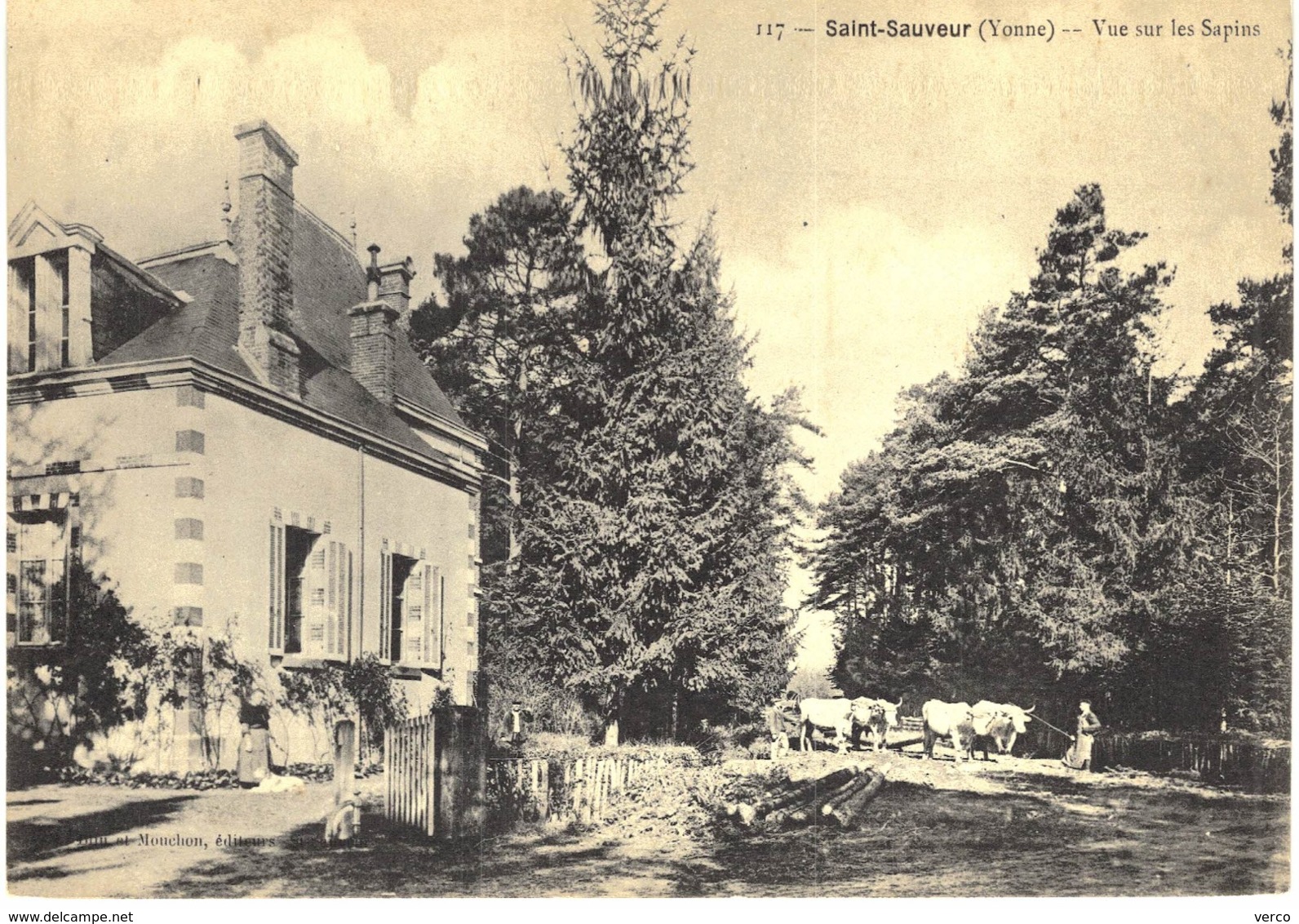 Carte Postale ANCIENNE  de  SAINT - SAUVEUR - Vue sur les sapins