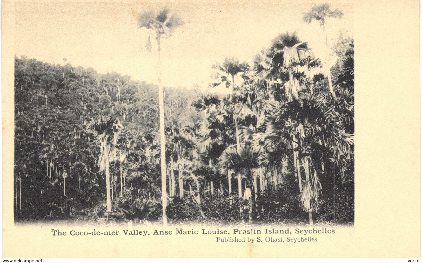 Carte POSTALE  Ancienne  de  SEYCHELLES - Coco de Mer Valley, Anse Marie Louise