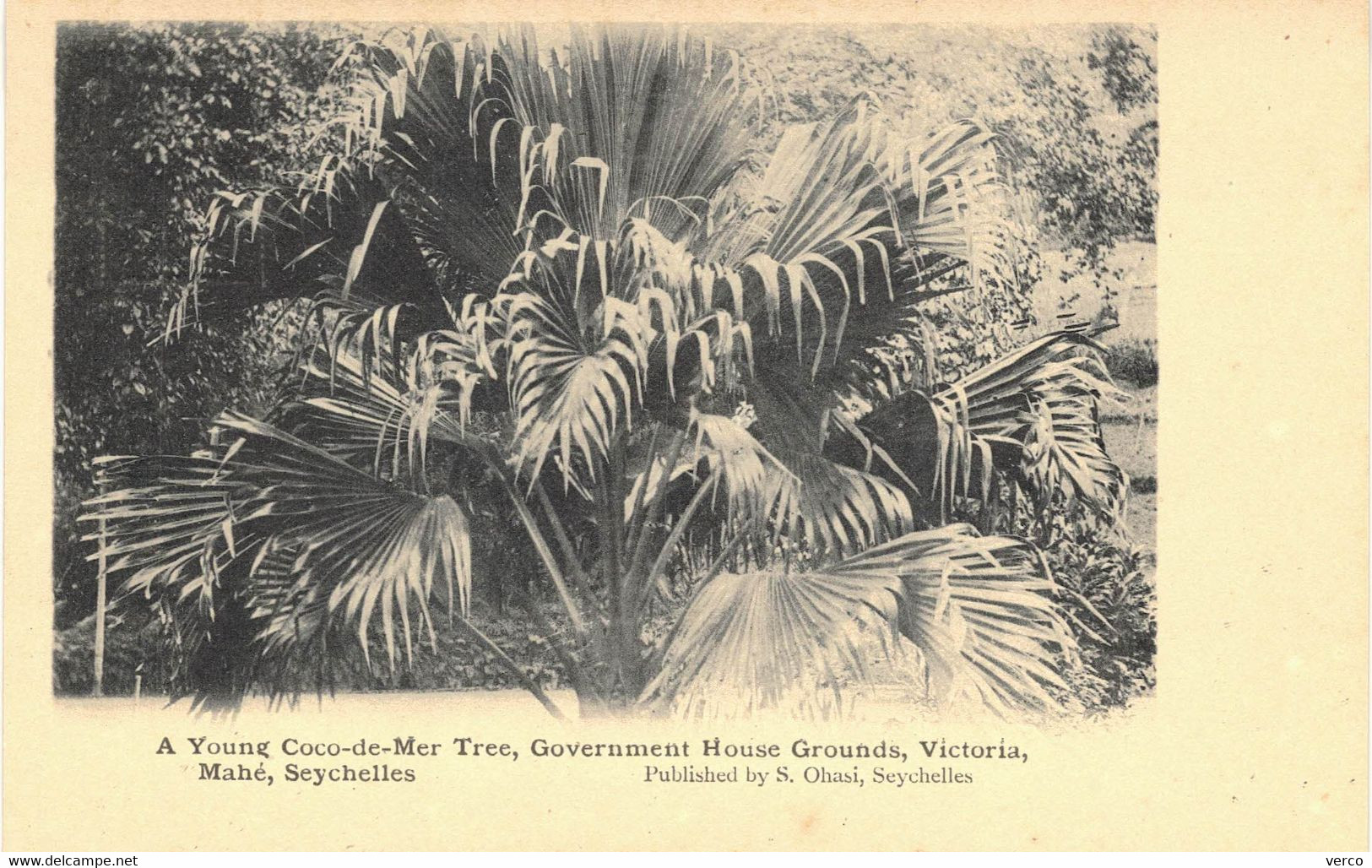 Carte POSTALE  Ancienne  de  SEYCHELLES - Young Coco de Mer MAHE