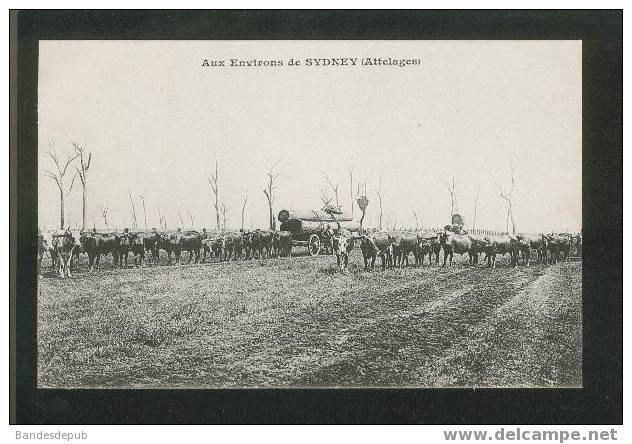 Carte précurseur des Messageries Maritimes - Environs de Sidney - Attelages