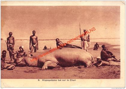 Hippopotame tué sur le Chari