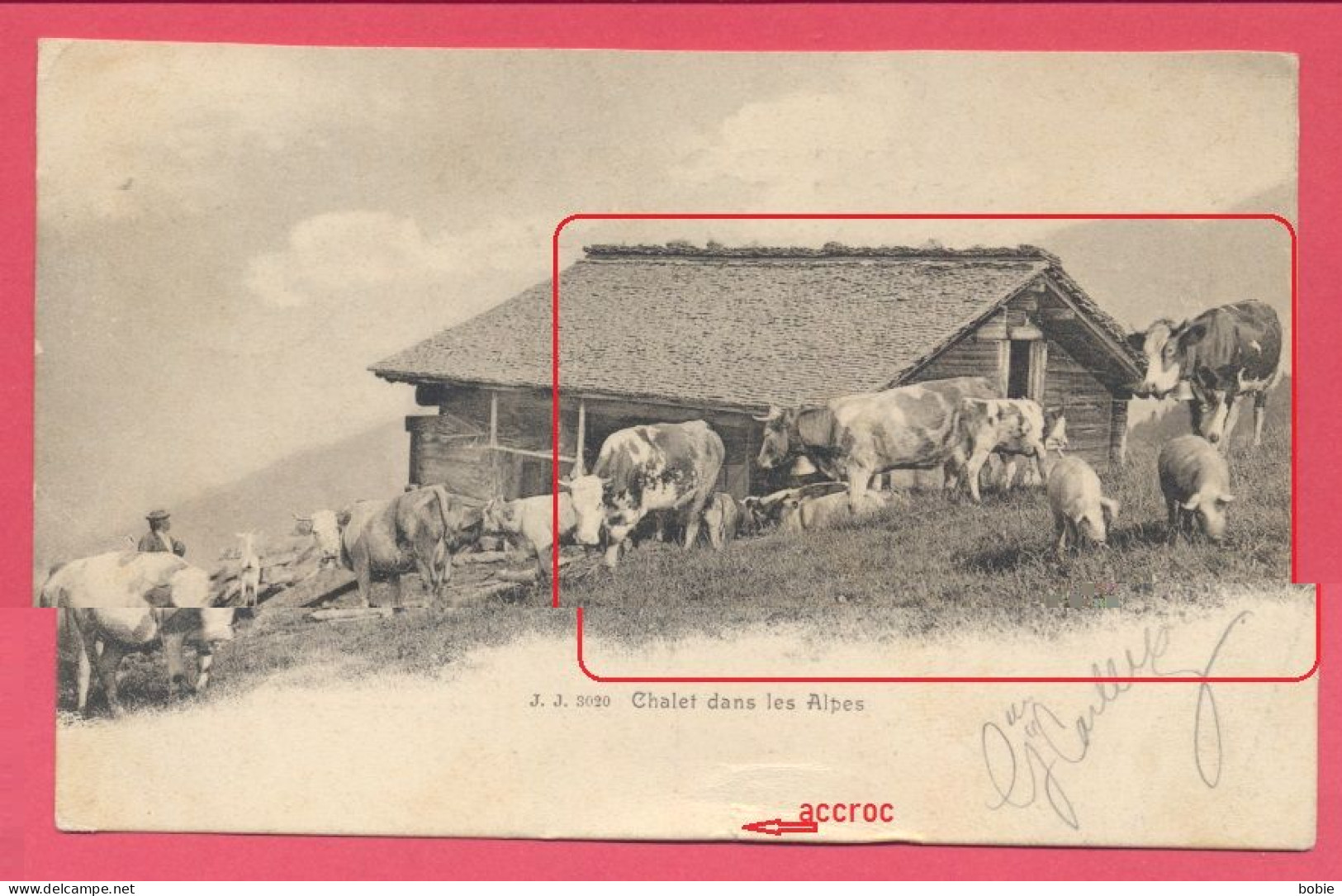 Chalet dans les Alpes - Troupeau de Vaches et Cochons / Cachet de Damvant 1905 - Edit. Jullien Frères Genève.