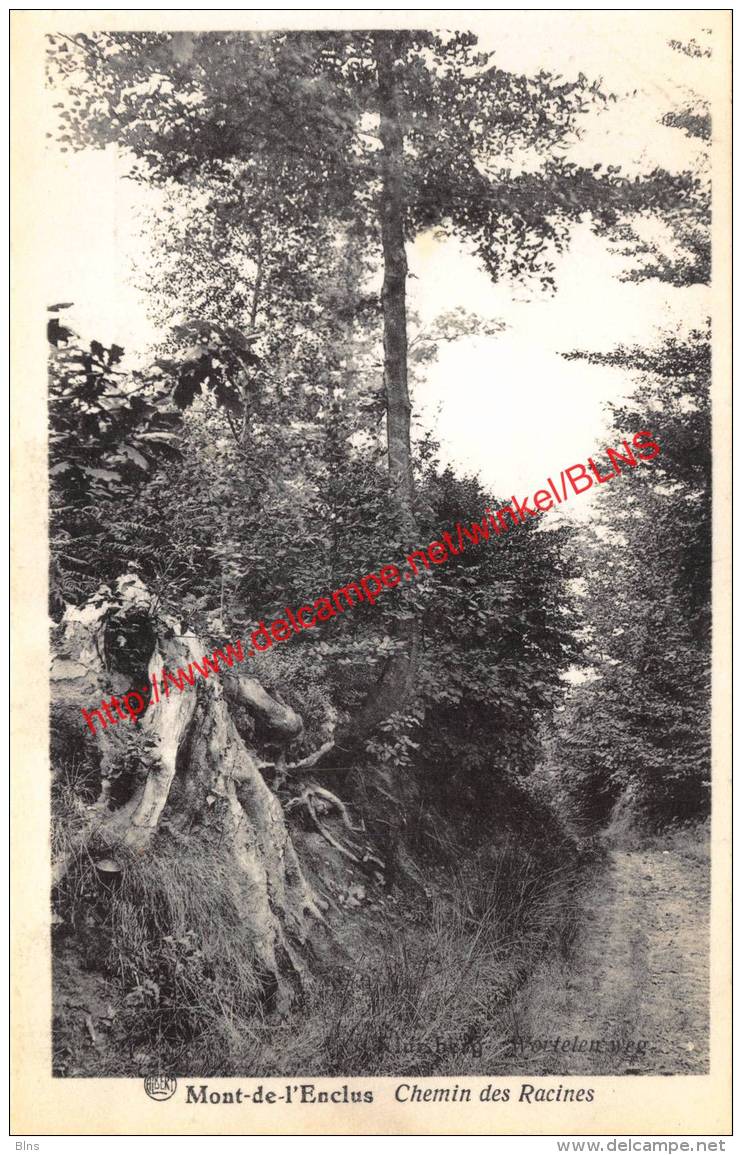 Chemin des Racines - Wortelen weg - Mont-de-l'Enclus - Kluisberg