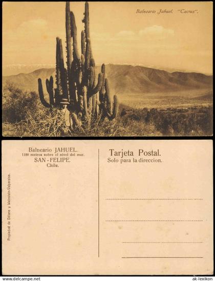 Postcard CHILE (Allgemein) SAN FELIPE. Balneario Jahuel. Cactus 1912  Chile