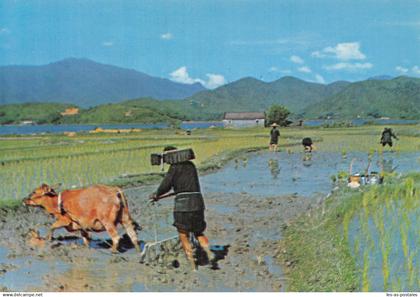 CHINE HONG KONG LABOURAGE ET PLANTATION N T HONG KONG