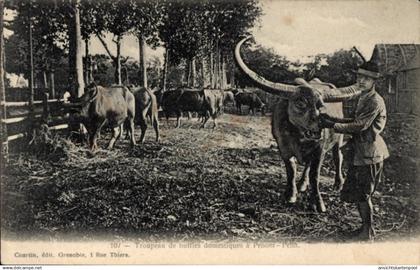 CPA Phnom Penh Kambodscha, Herde heimischer Büffel