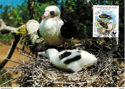 1990 - CHRISTMAS ISLAND - Abbott's Booby - Fou d'Abbott WWF