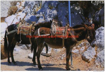 Donkeys - Cyprus