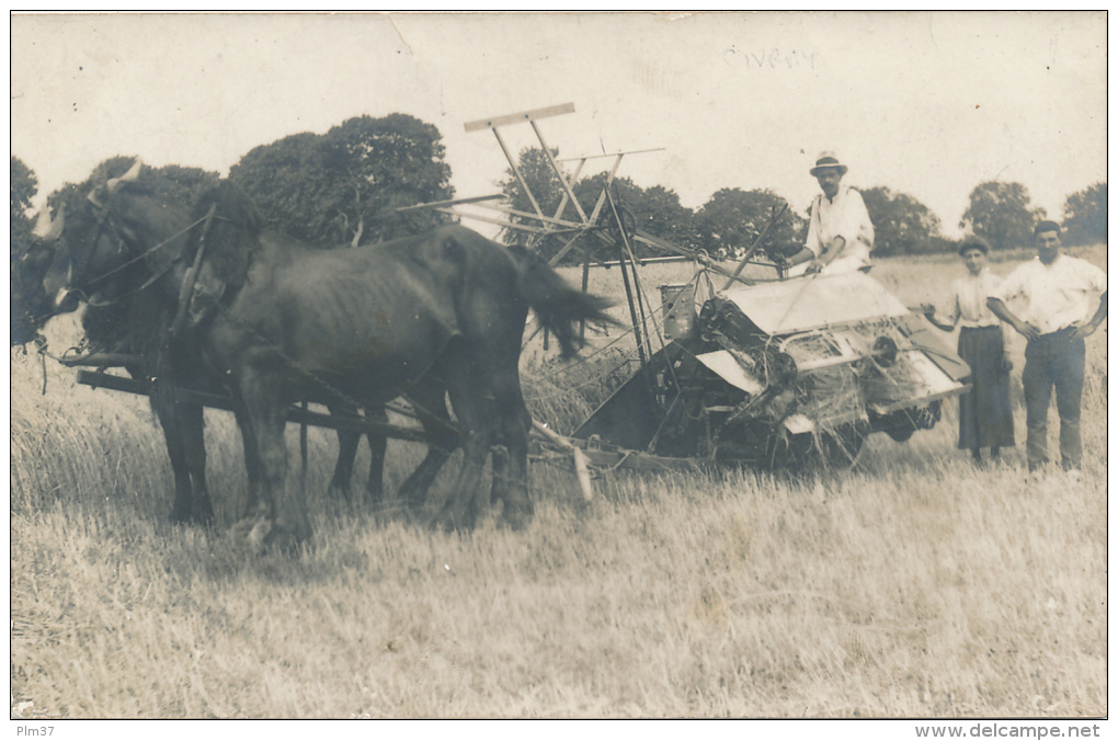 CIVRAY - Carte Photo - Faucheuse, Chevaux attelés