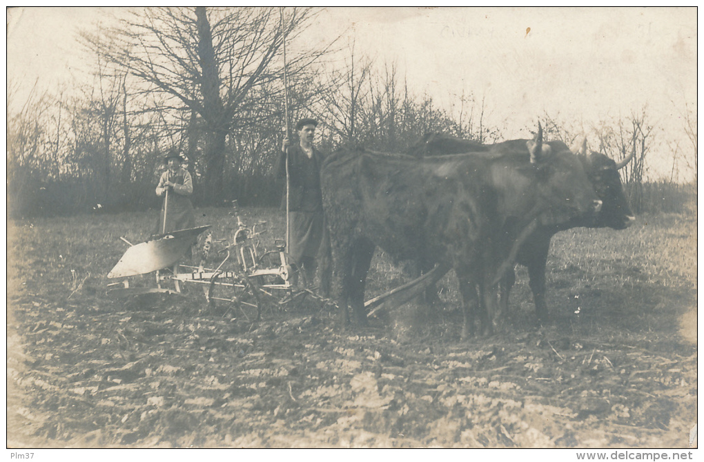 CIVRAY - Carte Photo - Labour, Boeufs attelés