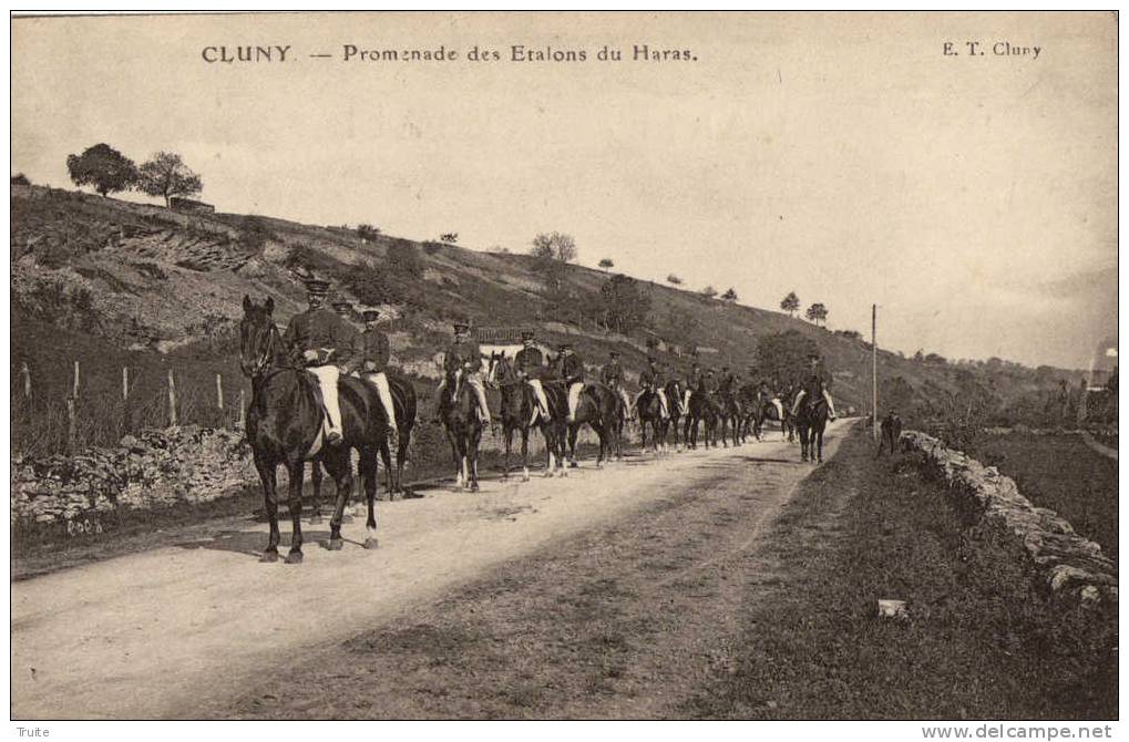 CLUNY PROMENADE DES ETALONS DU HARAS