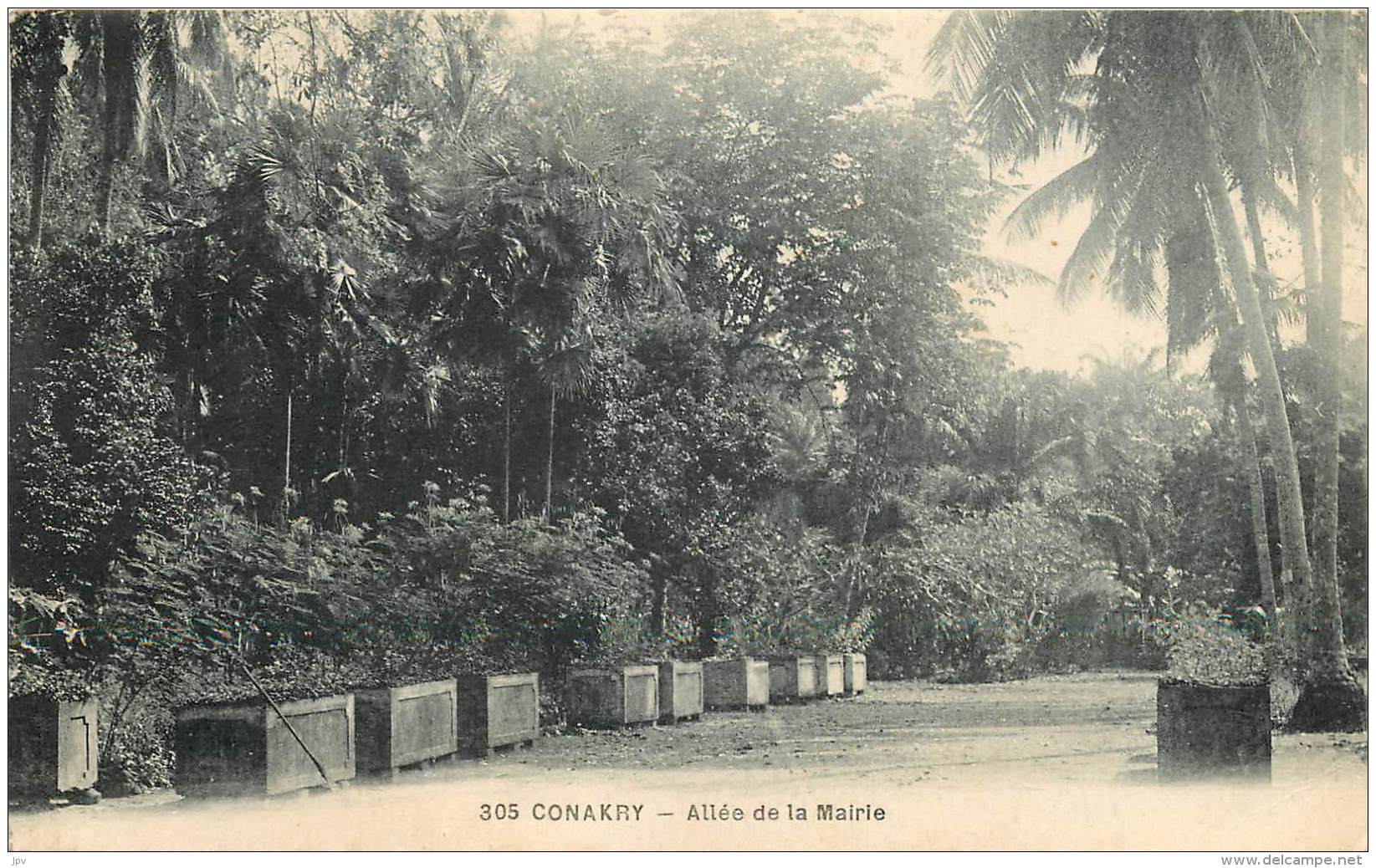 CONAKRY - Allée de la Mairie