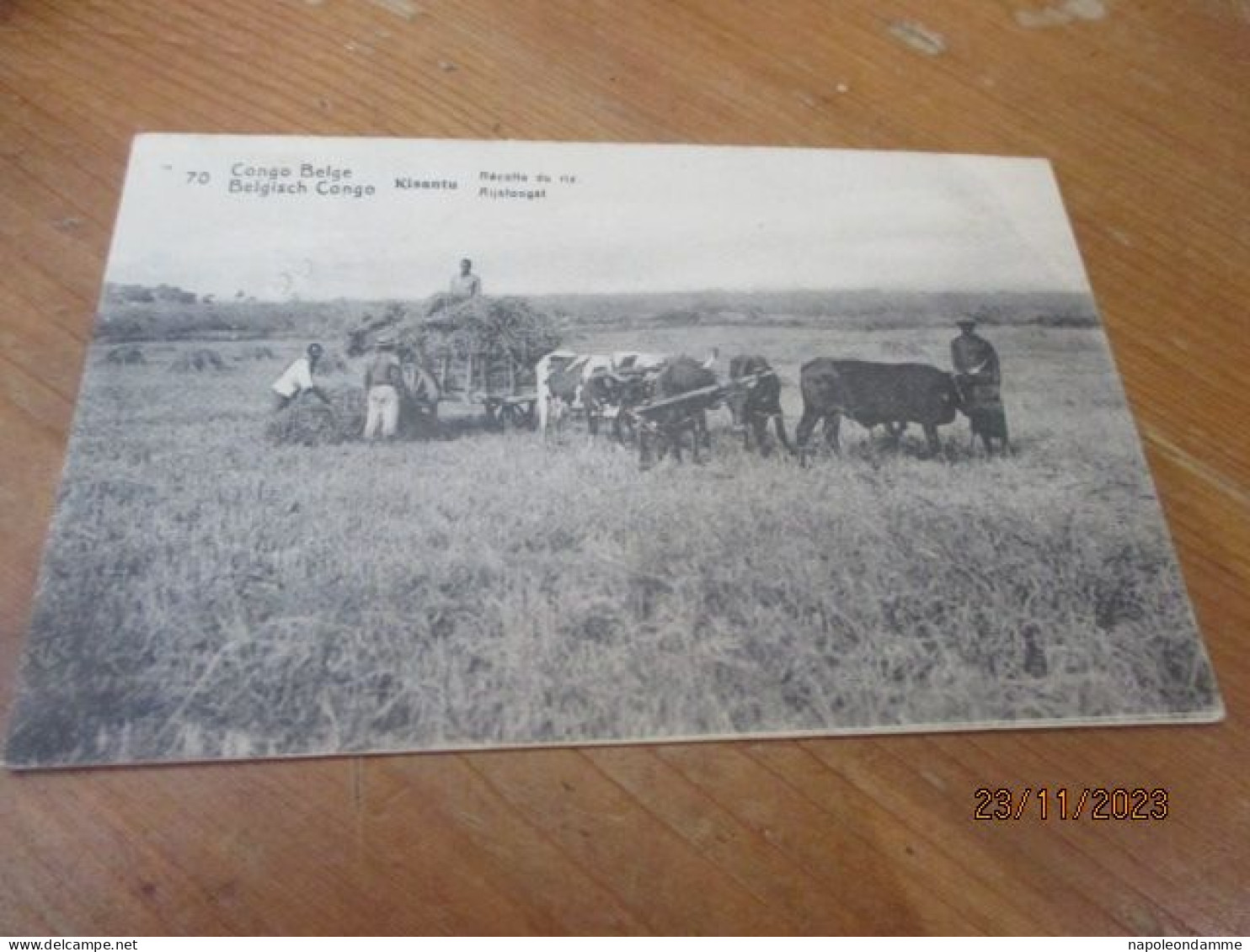 Congo Belge, Belgisch Congo, Kisantu Rijstoogst