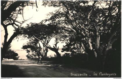 CPA Carte Postale vierge  Congo  Brazzaville   Brazzaville Les Flamboyants  VM87424ok