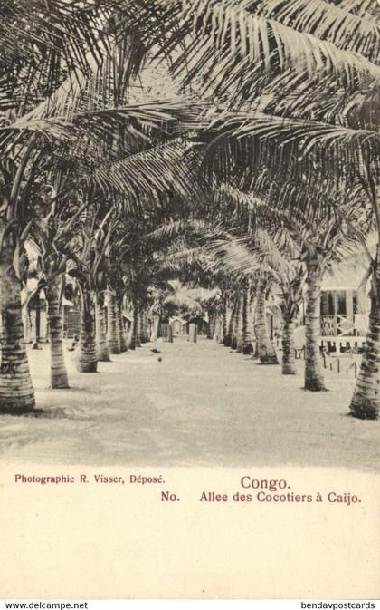 french congo, Alley of Coconut Trees in Caijo (1900s) Postcard