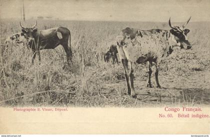 french congo, Native Livestock, Cow (1900s) Postcard