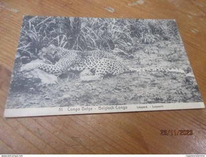 Congo Belge, Belgisch Congo, Leopard