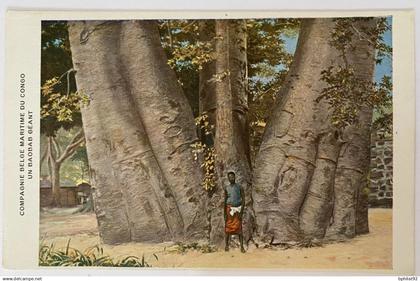 !!! CONGO BELGE, CPA NEUVE ILLUSTRÉE, COMPAGNIE BELGE MARITIME DU CONGO : BAOBAB GÉANT