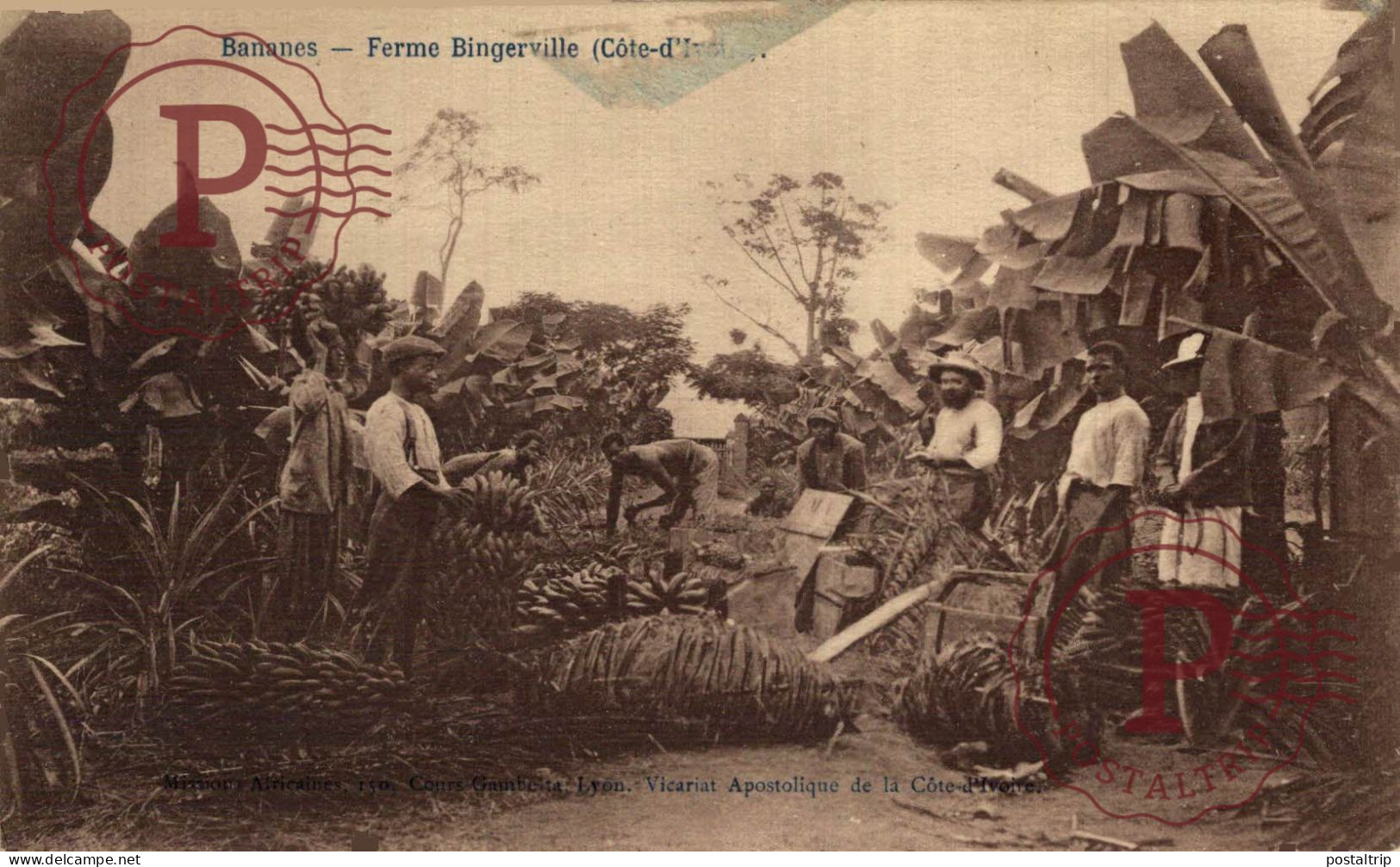 COSTA DE MARFIL. Côte d'Ivoire. Ferme BINGERVILLE. Bananes