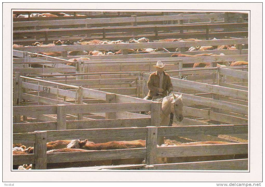 cp , ETATS-UNIS , AMARILLO , Troupeau au Corral